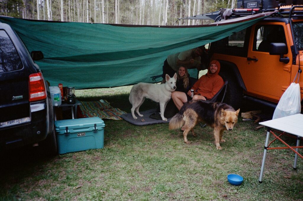 camping under trap with dogs during rain